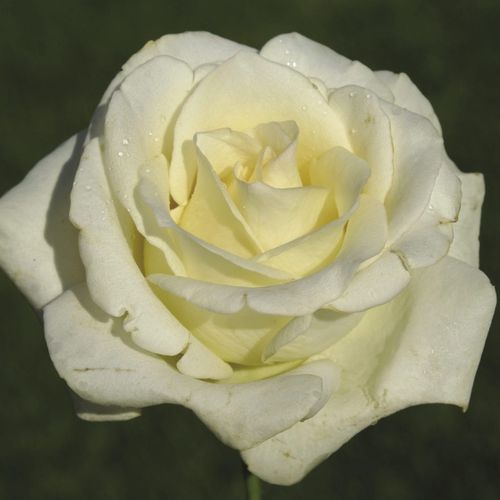 Fehér - Rózsa - True Love® - Online rózsa vásárlás